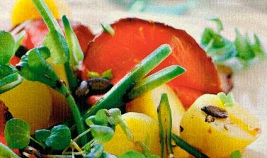 brunnenkresse-kartoffel-salat (salat)